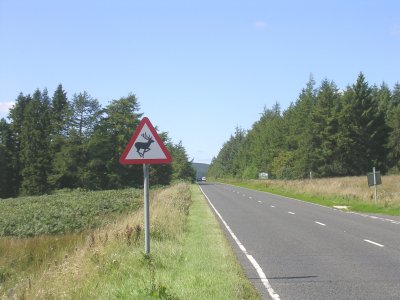 Deer sign in the Border Forest Park.
